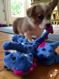 dog-rates:    This is Penny. She’s a dragon slayer. Feared by most, if not all, dragons. Showing off her latest victim here. 12/10 would pet with caution  