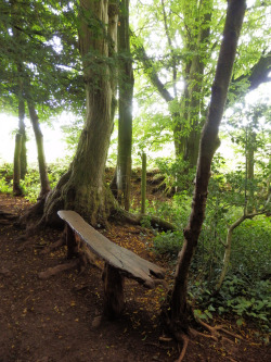 lori-rocks:  Wooden Bench, Puzzlewood, Forest of Dean, Gloucestershire (by photphobia)