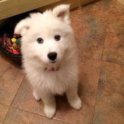 skookumthesamoyed:cloudthesamoyed:the rising of the ears, only 2 days apart   Welcome to the wonderful world of popped samoyed ears little buddy!