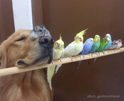 blw1:  pwoosh:  tastefullyoffensive:  Bob the golden retriever is best friends with eight birds and a hamster.(photos via @bob_goldenretriever/imgur)  YES  Awww too cute   i can’t tell if this dog is truly happy, or has just accepted his lot in life