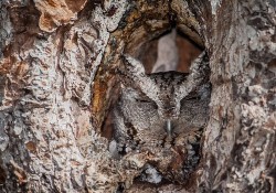 wonderous-world:  This master of disguise, or better known as an eastern screech owl, is barely visible at the entrance to a tree hole - thanks to its perfectly evolved camouflage. The owls have either rusty or dark grey intricately patterned plumage