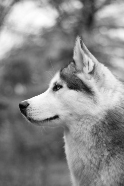 wolfdogs:  Go west, young wolf dog.