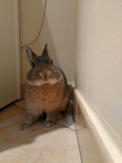 bony-the-bunny:  How do I look?