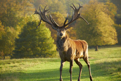 thegreenwolf:  unfriendlydog:  silvesterphoto:  Woburn Stag  It’s like he got a fallow’s antlers and taped them onto his own :o  It’s his Halloween costume.
