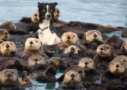 cute-overload:  I promise you I’m not like the otters.http://cute-overload.tumblr.com  OMG!!!!so cuteh!!!!!!