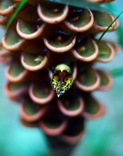 prettymuchthebestever:  Honeycomb on Flickr.