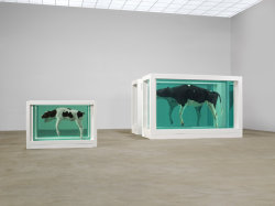 adapto:  Damien Hirst Mother and child (Divided), 1993