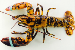 lophiusdragon:  sixpenceee:  The Calico Lobster are covered in orange blotches. The University of Maine says the odds of finding one are about one in 30 million.   it looks like a fire type pokemon