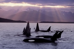 harry-mark:  alaskan-orca:  Beautiful photo of AG pod in Southeast Alaska near Tongass National Forest.  Identifiable individuals in this photo include AG8 Newmoon, AG13 Hanus, and AG3 Gustavus.  Photo via Tour the Tongass.  this is incredible
