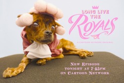 Maybe my dog, Horus, dressed up for the Long Live the Royals episode tonight. You should check it out too so you don&rsquo;t disappoint this gentleman dog!