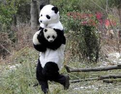 hectorsalamanca:  Panda researchers in China wear panda costumes to give mother-like feeling to a lonely baby panda who lost her mother [x] 