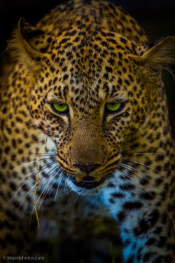 earth-song:  vurtual:Face to Face (by majed