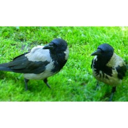 #Rorschach #birds ;)  #crow #crows #spy #bird #instabirds #nature
