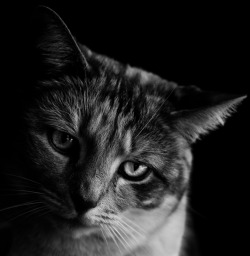 lensblr-network:  Staff Pick - I know people can be very divided in regards to cat photography or cats in general for that matter. But I consider this a portrait more than anything; a beautiful portrait into this cat’s soul. —nomadlovebird ————Photo