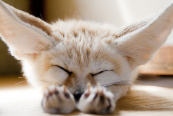 wuyinfection:  This is a fennec Fox, a small noctural fox with big ears that helps to dissipate heat. 