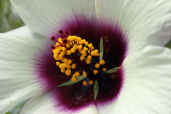 me-lapislazuli:   Hibiscus White | by Tiefenbachpix | http://ift.tt/2cdMqZQ 
