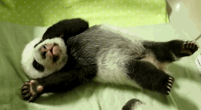 Маленькая панда просыпается