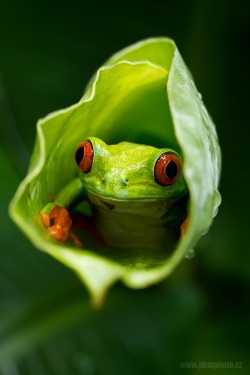 Snug as a bug in a &hellip; nope &hellip; snug as a frog in a leaf! (Red-eyed Tree Frog)