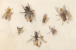 clawmarks:Joris Hoefnagel - Animalia Rationalia et Insecta (Ignis) - c. 1575-1580 - via NGA