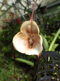 orchid-a-day:  Dracula amaliaeJuly 20, 2019 