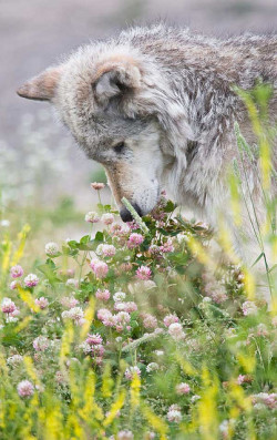 drxgonfly: Wolf-smells-flowers (by paulgillphoto)