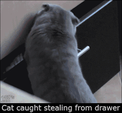 sofunnygifs:  AHA I caught the cat burglar