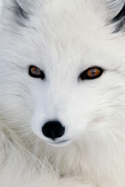 archangvl:  Arctic Fox | Alain Turgeon 