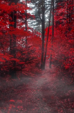 lmmortalgod:  The Forest Of Sins by Simon