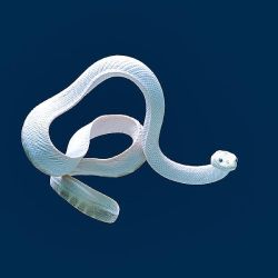 earthlynation:    A sea snake (Hydrophis elegans) has one lung, but also breathes through its skin.  