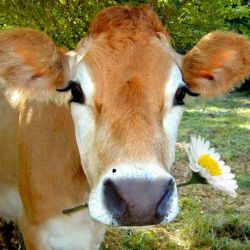 thighclapper:  vegan-vulcan:  baebly:  this cow is prettier than me  Dude someone once told me I look like a cow and I was like “omg really? Have you seen cows? Because I have and they’re fucking gorgeous and adorable, so thanks”  Fun fact: “cow-eyed”