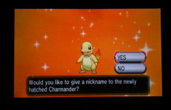 If you guys follow me on twitter/insta you would have already seen me freak out about this but i tucked myself into bed last night but decided to do breed some perfect IV charmander and the VERY FIRST EGG hatched shiny!! i was like “that doesn’t