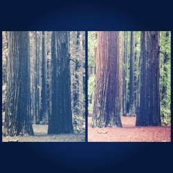 #creepy #redwoods #mendo #moemeatproductions #beautyisallaroundyou