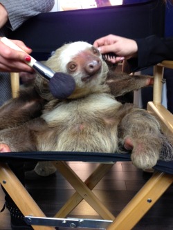 uddermen:   *glamorous by fergie starts playing*  This sloth is fabulous