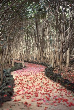 path in the city of Hagi, Japan en We Heart It. http://weheartit.com/entry/80519306/via/beauty_by_stasia