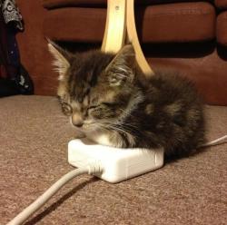 Sixpenceee:  Nina-Chii:  Paradoxical-Pterodactyl:  Gahhh He’s Sleeping On The Charger