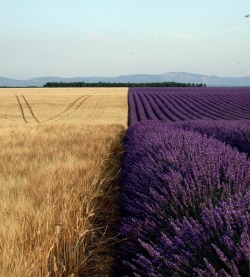 Field of Wheat next to Lavender 