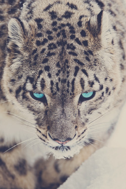 imposingtrends:  Snow Leopard | IT | Facebook | Instagram