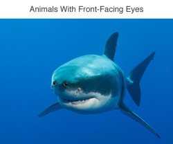 tastefullyoffensive:  Animals with front-facing eyes are the stuff of nightmares. (via Mashable) 