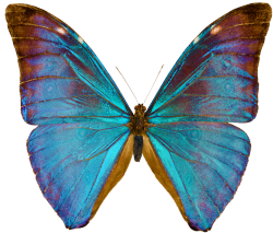 transparent-flowers:  Morpho Aurora butterfly.