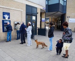 best-of-funny:  shorm:  pigfacedlady:  vardaesque:  rheabekkahc:  What the hell is that fox doing?  probably making a withdrawal seeing as he’s in line at the atm  my favorite part about this picture is that people saw the fox there and just started
