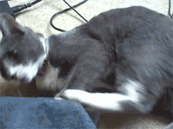 breatheghost:  unimpressedcats:  when your leg turns against you  I CAN’T STOP LAUGHING. OMFG. 