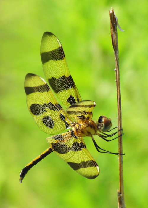 mistymorningme:  Halloween pennant, immature male at a nearby dam © Vicki’s Nature 