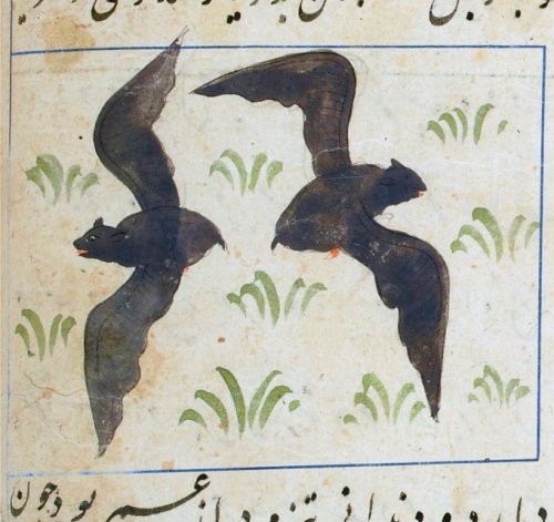 nobrashfestivity:     Muḥammad ibn Maḥmūd Ṭūsī, ʿAjāyib al-makhlūqāt va-gharāyib al-mawjūdāt, Bats, Baghdad, 790 AH, 1388 CE