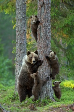 Just another family of tree-huggers (a Grizzly sow with her four cubs)