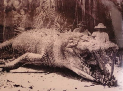 vomit-queen:  sixpenceee:  Crocodile measuring 8.6m (28ft). Shot by a hunter in Queensland, Australia in 1957.  Bby 