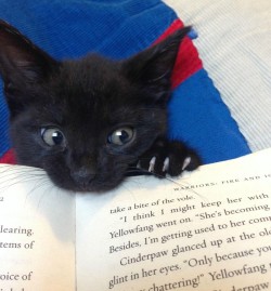 catsbeaversandducks:  The Purrfect Bookmarks  There’s nothing better than having a cat by your side while reading a good book. Via Love Meow 