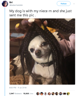 aries-saunter: goawfma: LMFAOOOO Not to be rude to this dog but it reminds me of that rachel dolezal picture 