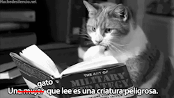 aullidosalalunallena:  Y más si es como este gato, que lee sobre la estrategia militar. 