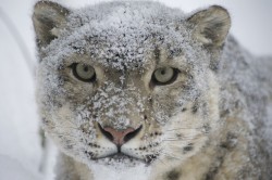 Snow leopard [Irbis] (Panthera uncia or Uncia