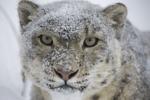 Porn Pics Snow leopard [Irbis] (Panthera uncia or Uncia
